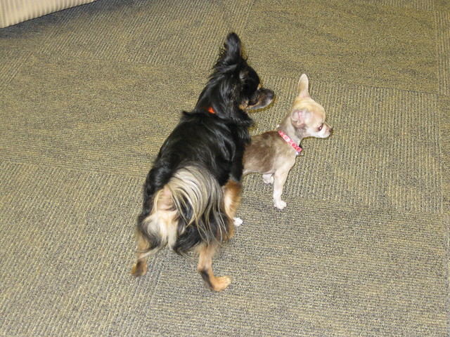 Itzl and Xoco Playing in the Admin Office