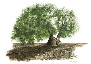 Old olive tree. Vecchio olivo.