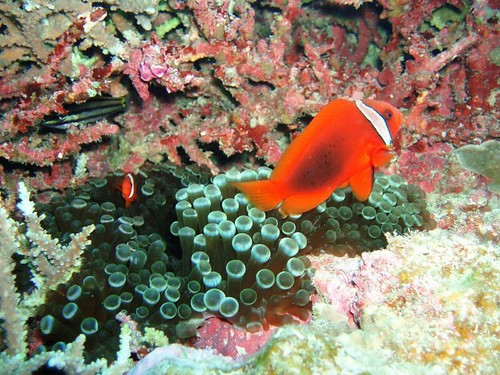 Orange clown fish swimming around coral