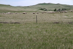 Fenced range