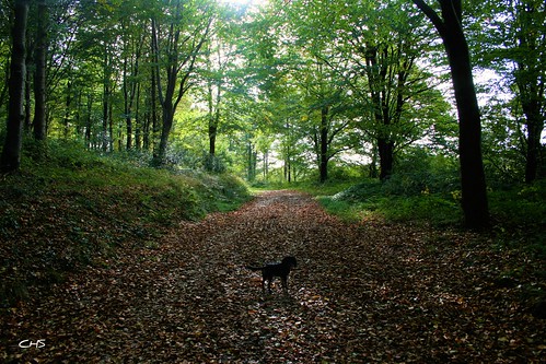 Coco - Autumn in Idless Woods, Truro by Stocker Images