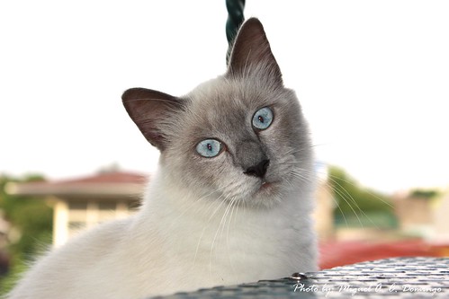male birman cat