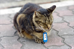 The Suma Station Cat named "Peace"