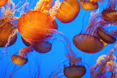 Monterey Bay Aquarium, California