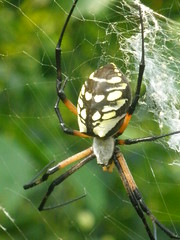 Spider by Cotton Field