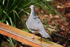 Birds of Aussie Zoo