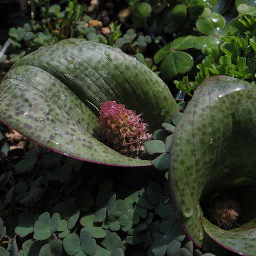 Lachenalia carnosa (Spotted leaf)