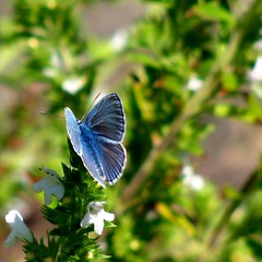 butterflies and flutterbys