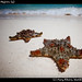 Starfish, Isla Mujeres (4)