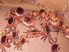港口段的奧氏仿相手蟹是全台第二大族群，卻因阻礙重重族群正萎縮中。（圖片來源：墾管處）