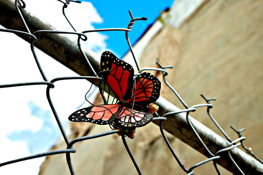 Butterfly--Point-Breeze