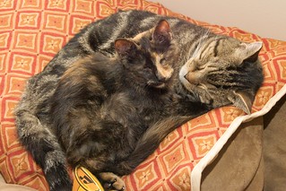 Snuggling Kitties:  Helen and Chevy