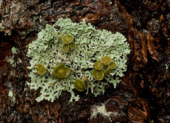 Flora - Lichens and Moss