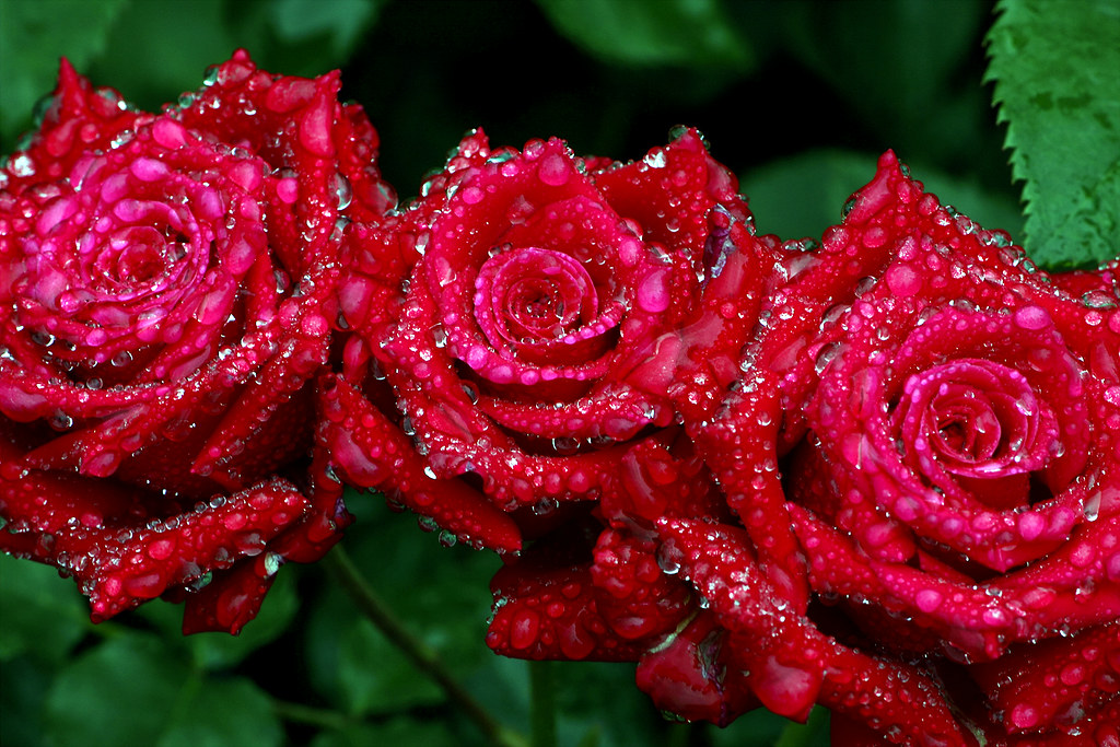 Wet Rose Photography 