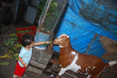 Marziya And Jimba Her Favorite Goat by firoze shakir photographerno1