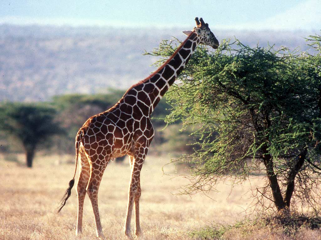 Giraffa reticulata image