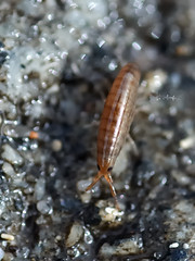 Springtails and other little bugs