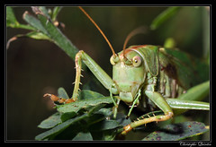 Orthoptera/Tettigoniidae