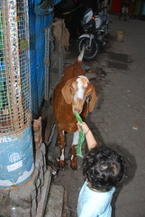 Marziya Feeding Jimba the Goat by firoze shakir photographerno1