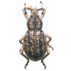 Beetles: Curculionidae