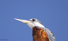 Martim-pescador-grande, ariramba-grande, caracaxá, cracaxá, martim-cachá, martim-cachaça, martim-grande e matraca (Ceryle torquata) - Ringed Kingfisher