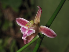 Orchids of Gunung Mulu National Park, Sarawak, Malaysia
