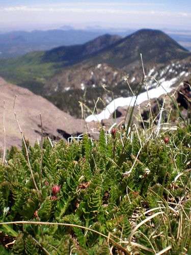 Alpine tundra atop Humphreys Peak by Coconino National Forest