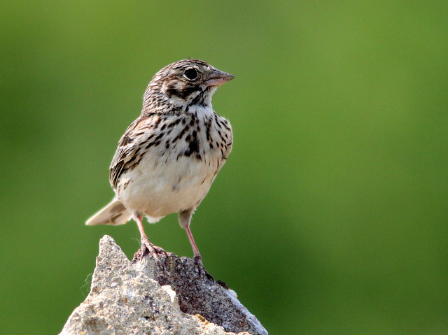 Vesper Sparrow 2-20110614