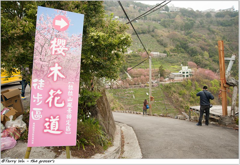 2014-3-01 拉拉山櫻花