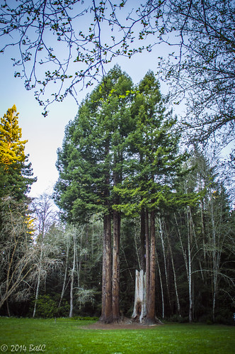 71/365 Redwood Morning