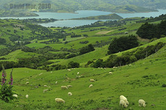 New Zealand  - Selected landscapes
