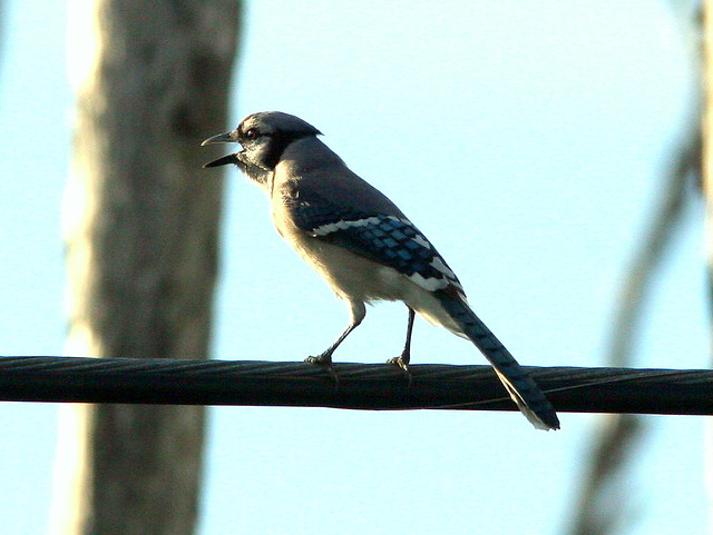 Blue Jay near Eagle nest 20091216