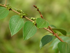 Buckthorn / Rhamnaceae