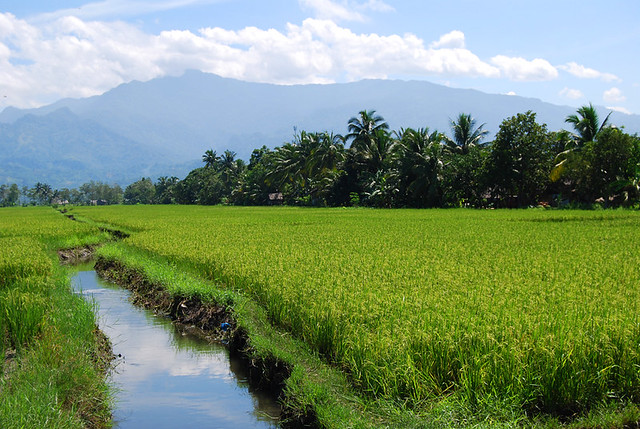 Rice fields Mindanao Philippines 2