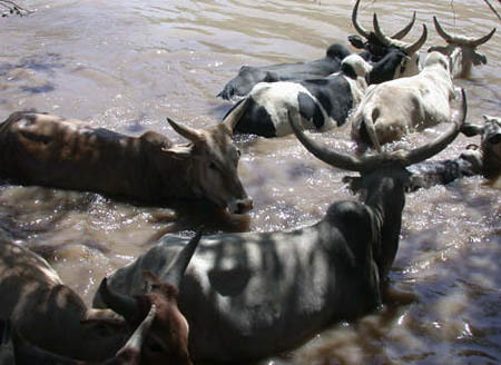 Cattle wade into the Awash River in Ethiopia