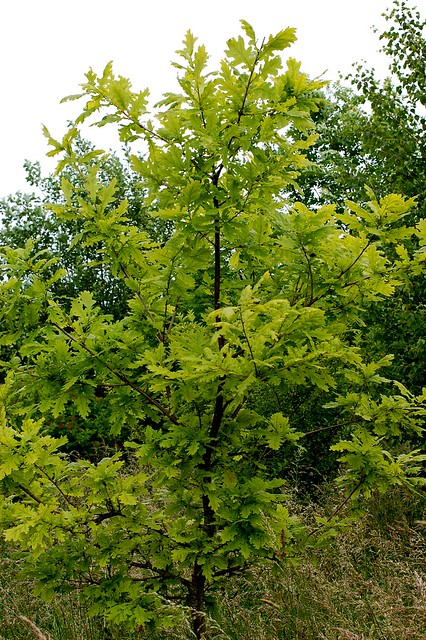 Quercus pubescens (Downy Oak) - 1 - young tree