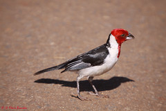 Cardeal-do-nordeste, Galo-da-campina, Cabeça-de-fita ou Cabeça-vermelha (Paroaria dominicana) - Red-cowled Cardinal
