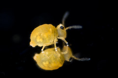 1 mm Scale Arthropod