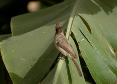 Pycnonotidae 