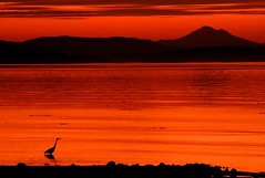 Sunrise Heron Silhouette by Brandon Godfrey