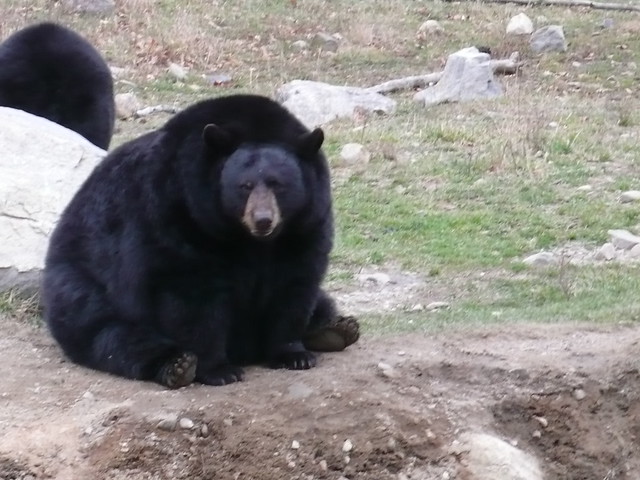 Big chubby bears