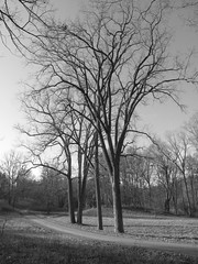 Nichols Arboretum in Black & White