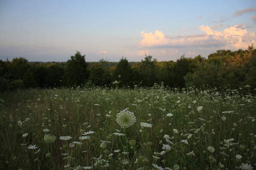 Field of Queen Annes LAce