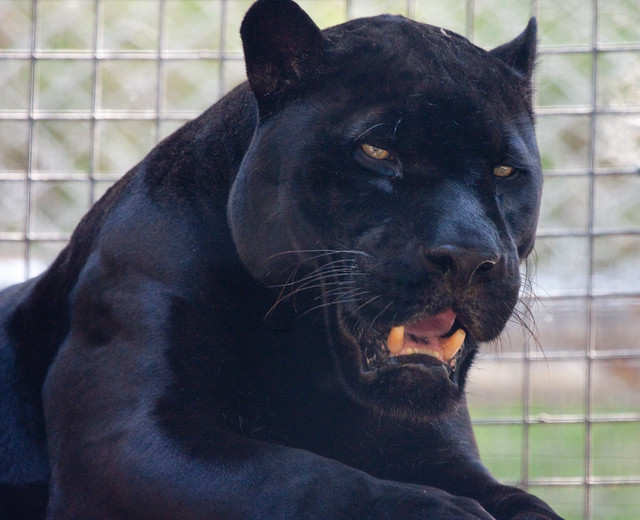 Meet Orson the Black Jaguar