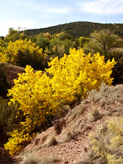 Fall Foliage near Placitas, New Mexico