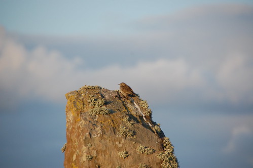 Bird on Stone at Ring of Brodgar