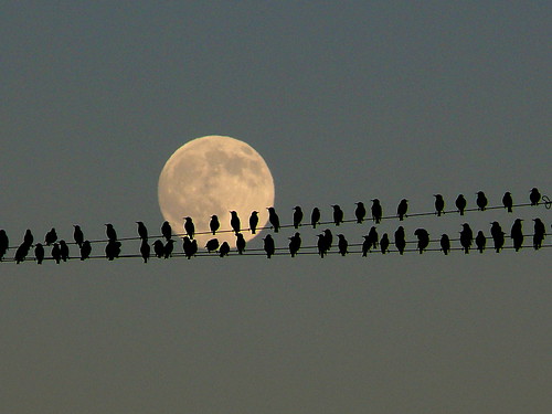 Starlings At Dusk-Explore #71 Nov 2, 2009