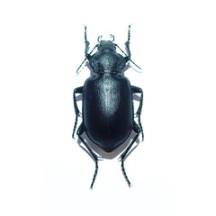 Beetles: Carabidae and Cicindelidae
