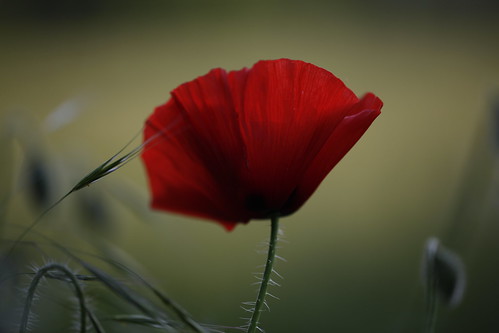 the scarlet flowers of passion seem to grow in the same meadow as the poppies of oblivion