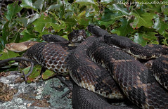 Rattlesnake Pile Hike
